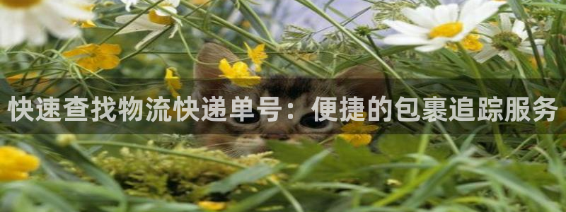 豪门国际官网开奖结果预测查询：快速查