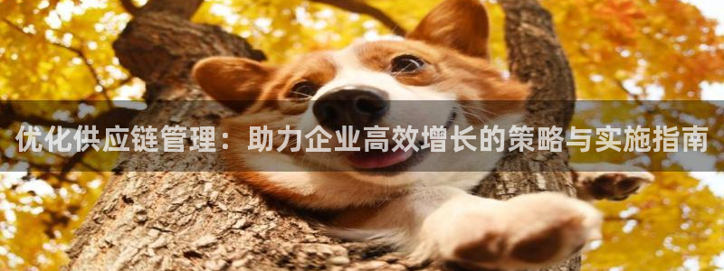 豪门国际游戏：优化供应链管理：助力企